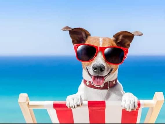 Hot dog alert
