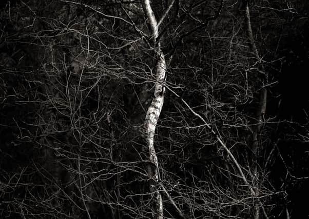 From Walk in the Woods by Doug Chinnery
