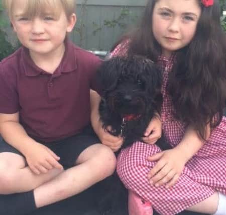 Poppy Holmes, 9, and Josh Holmes, 5, with their dog Winnie, who almost died after being bitten by an adder during a family work.