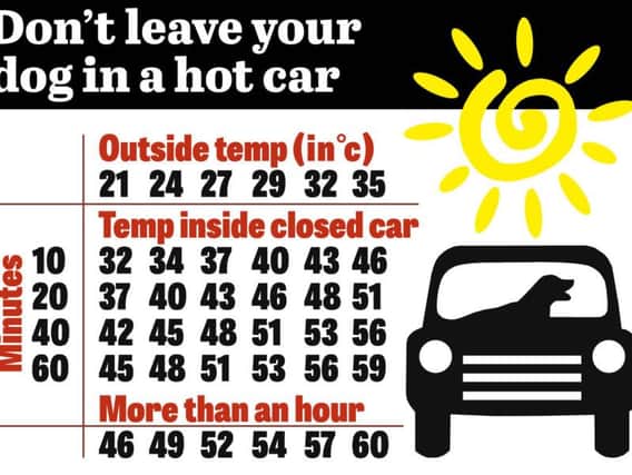 Shocking effects as dogs left in cars on hot days -  a hard-hitting warning to pet owners.