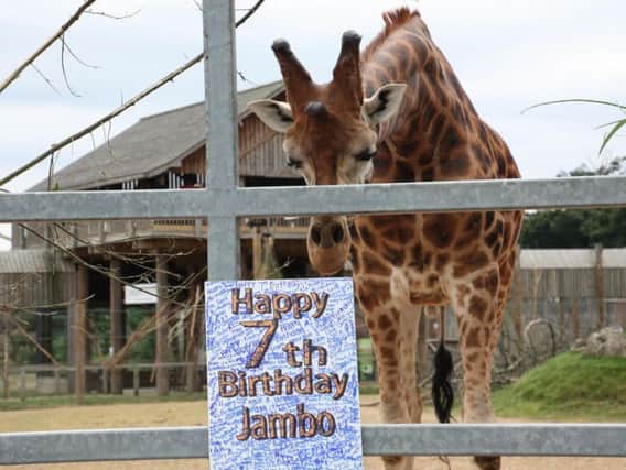 Yorkshire Wildlife Park celebrates Jambo the Giraffe's 7th birthday