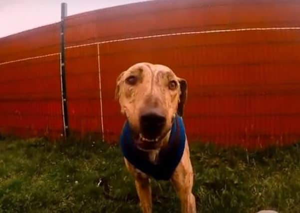 Cedric the lurcher is in need of a new home.