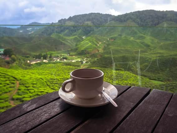 cup of tea