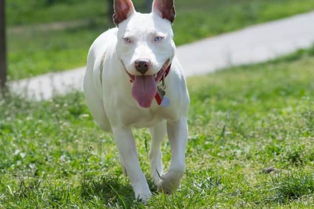 American Pitbull terriers are among the breeds banned under the 1991 Act.