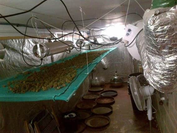 Cannabis factory found in Rossington