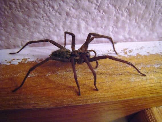 Huge spiders are set to invade Doncaster this autumn.