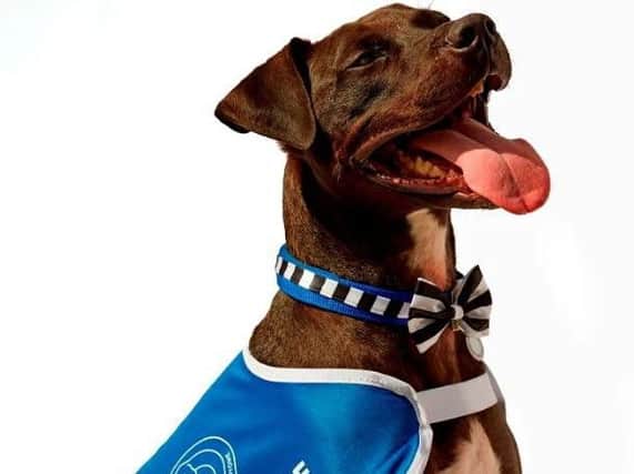 Battersea Dogs Home residents will wear special canine tuxes at a glamorous event where they could find new homes