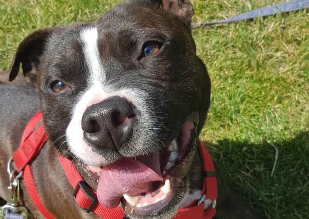 Rufus needs a home