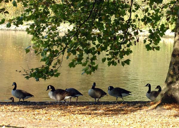 Ducks take to the shade on a hot sunny day in Sandall Park, Wheatley Hills.