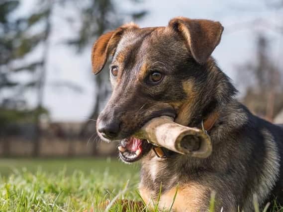 Vets tell dog owners not to give your a dog a bone