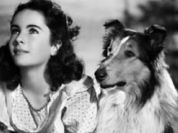Film top dog Lassie with starlet Liz Taylor