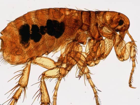 Fleas with huge penises could invade Doncaster this autumn.
