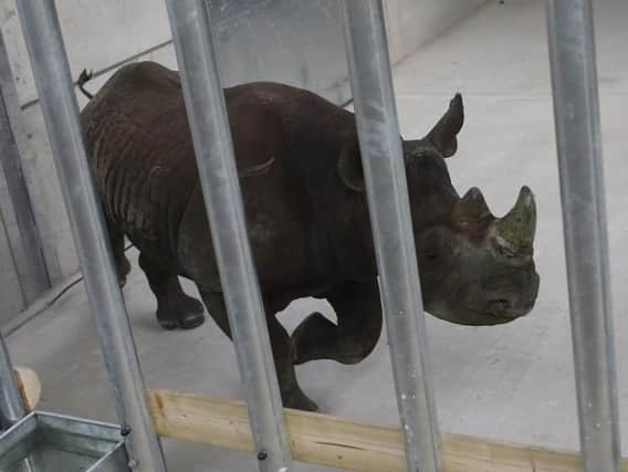A pair of critically endangered black rhinos are settling in to their new home at Doncaster's Yorkshire Wildlife Park after arriving there yesterday.