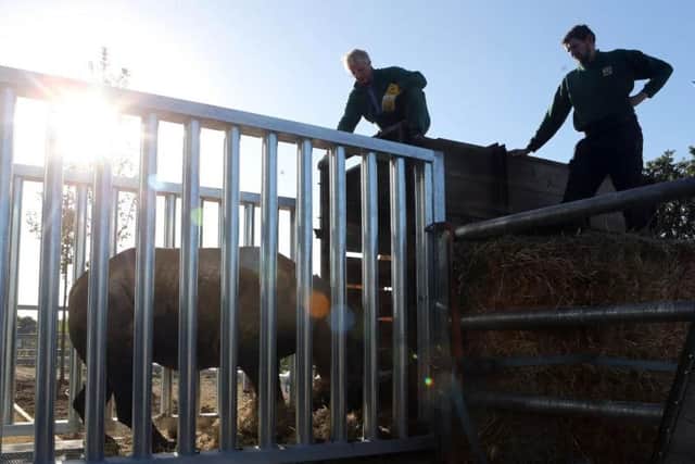 A pair of critically endangered black rhinos are settling in to their new home at Doncaster's Yorkshire Wildlife Park after arriving there yesterday.