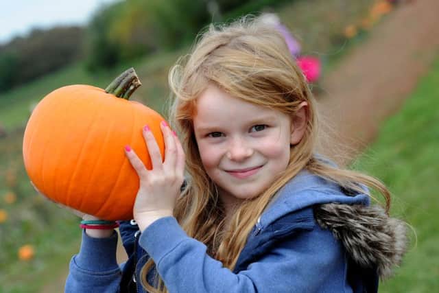 Phoebe Johnson, 7, from Kirk Sandall, finds the perfect pumpkin at Eastfield Farm on Monday.