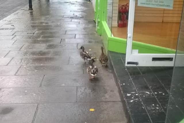 The ducks in Scot Lane.