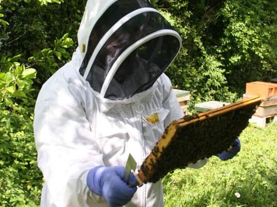 Fancy a job as a beekeeper in Sheffield?