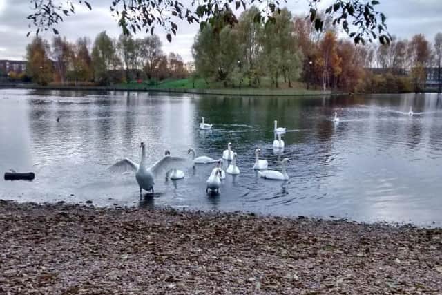 RSPCA inspectors were called out to a Doncaster lake this morning after a swan got a metre-long stick stuck in the ID ring, leaving it unable to move.