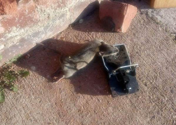One of the rats caught by Yvonne Walker at her home on Lime Tree Avenue, Hyde Park, Doncaster