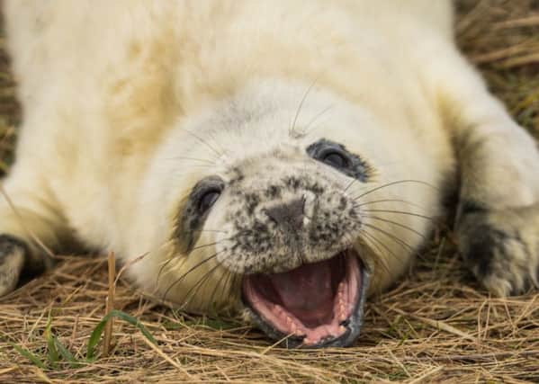 This new-born Grey Seal pup at Donna Nook near Cleethorpes looks very happy.
 
Taken by Michael Hardy