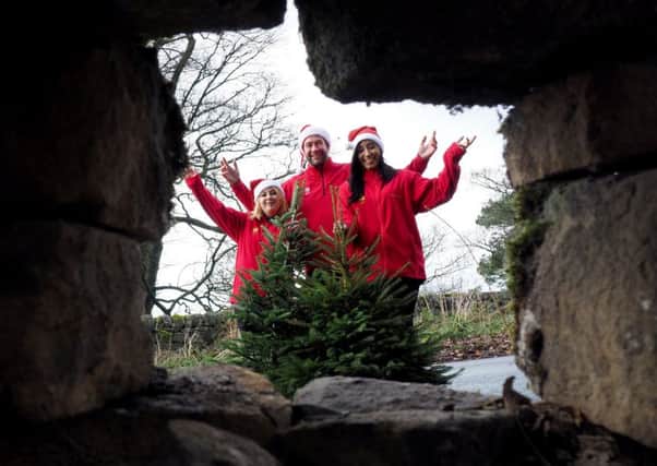 Longshaw Christmas trees: National Trust Ranger Mark Bull with colleagues Charlotte Hudson (left) and Chelsea Modest with some smaller Christmas trees behind a damaged dry stone wall