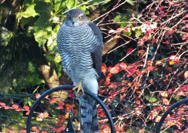 Sparrowhawk by Ray Sykes