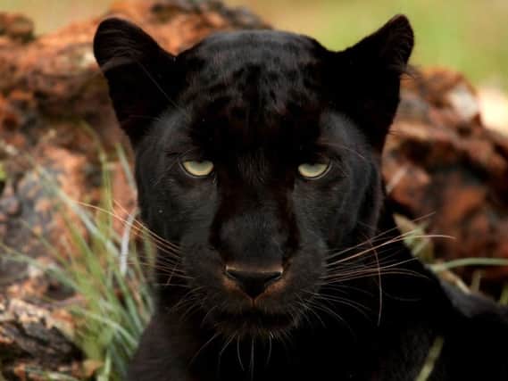 Is there a 'panther' stalking Doncaster's countryside?