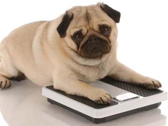 Dogs in Sheffield are among the fattest in the UK.