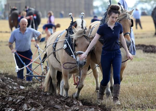 Action from the horse ploughing classes