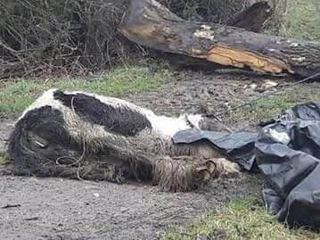 This horse was found dead in Fishlake. (Photo: Julie Mills Hindson).