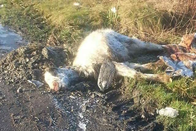 Another animal was found in Stainforth. (Photo: Julie Mills Hindson).
