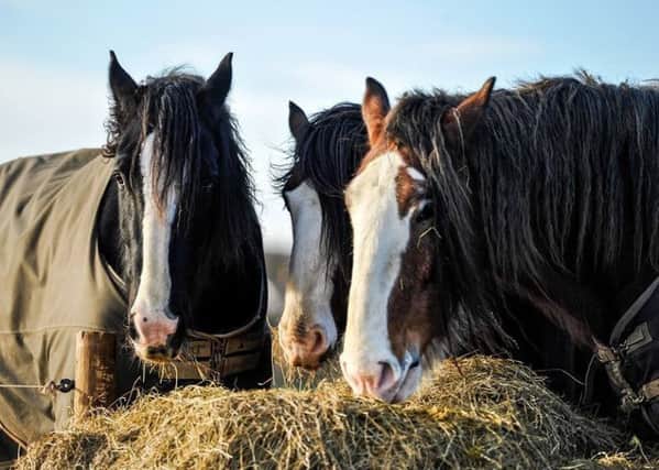 Shire horses at the Tia centre