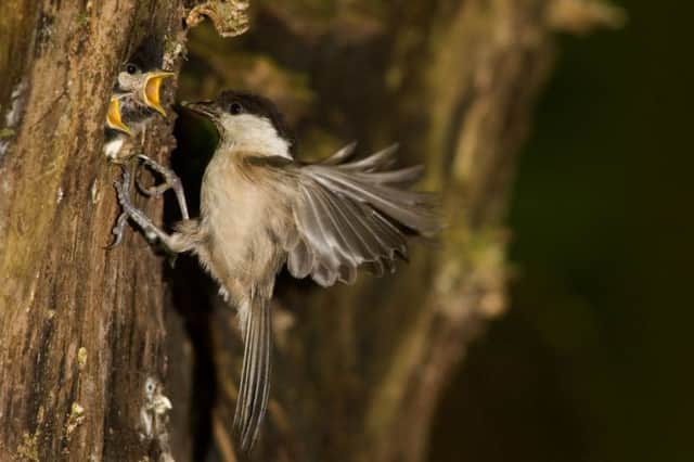 A willow tit feeds its young. Picture by Peter Smith