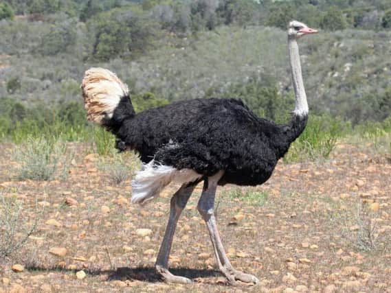 Stock image of male ostrich