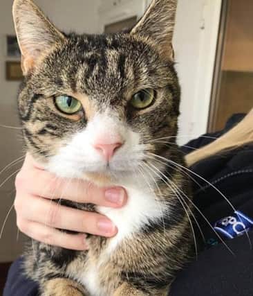 Arthur the cat, who was found with a head injury in 2016 and been given a second chance at life after being treated by RSPCA staff at the RSPCA South Yorkshire Animal Centre at Bawtry, Doncaster.