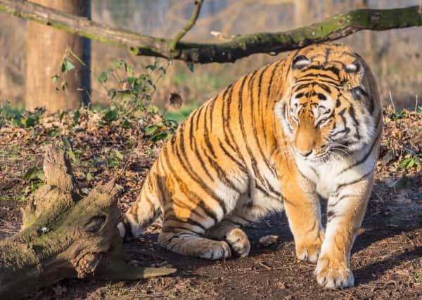 Yorkshire Wildlife Park - a favourite place to visit