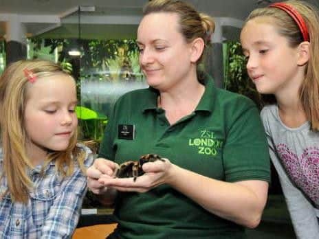 ZSL Lodon Zoo bug's life for big and little kids