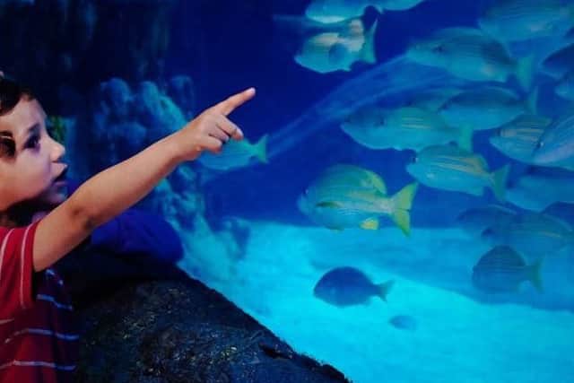 Sea Life London Aquarium captivates children