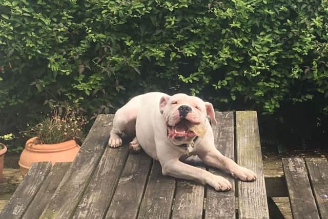 Buster has been rehomed.