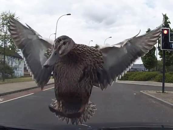 The duck smashes into the windscreen. (Photo: YouTube).