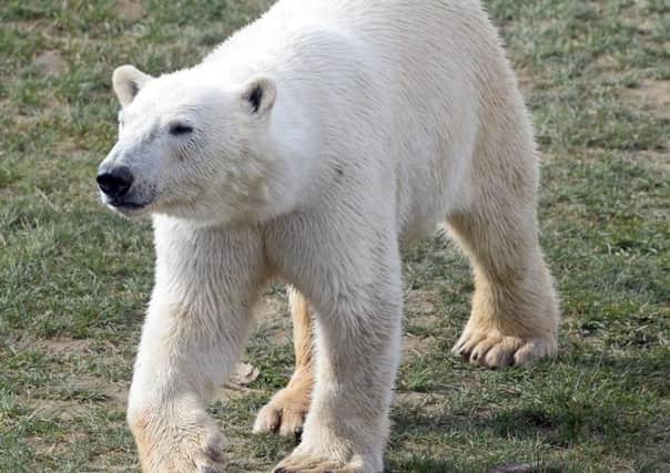 Yorkshire Wildlife Park Foundation are backing a major conservation programme to save endangered polar bears