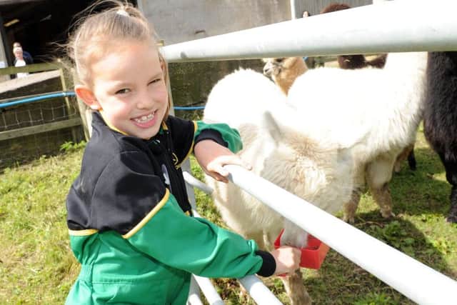 Harriet Kirk feeds the alpacas