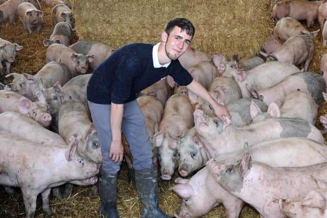 Alan Bramley with the pigs