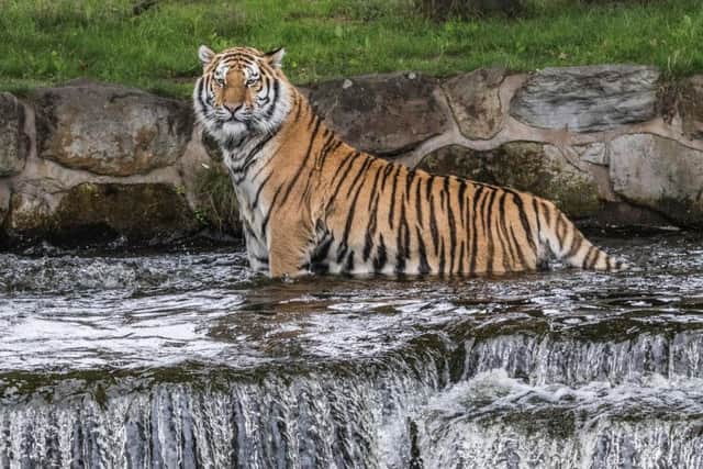 Amur Tigers spent the day doing what they do best, enjoying their pools and lakes at the Yorkshire Wildlife Park. Picture: David Roberts