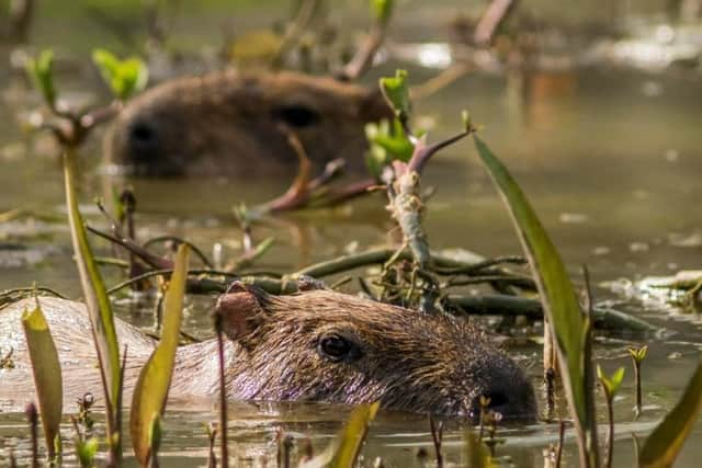 The park's capybaras made the most of the summer sunshine. Picture: David Roberts