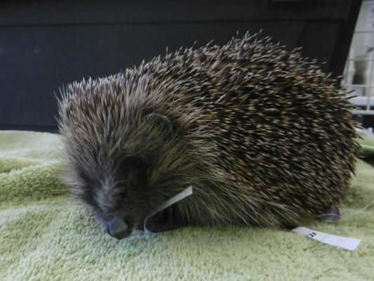 The hedgehog following the procedure.