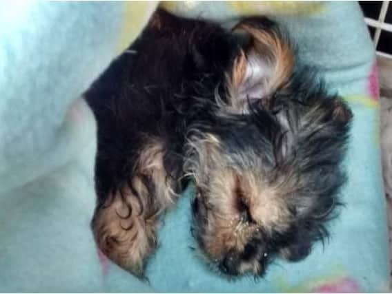 An investigation is underway into the death of a tiny Yorkshire Terrier found dumped in Doncaster