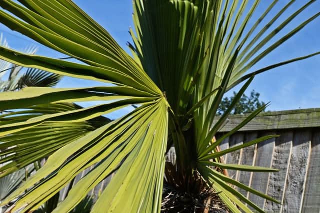 A Nannorrhops Richiana, one of many Palm trees featured in the garden of Tim Oakes. Picture: Marie Caley NDFP Oakes Garden MC 2