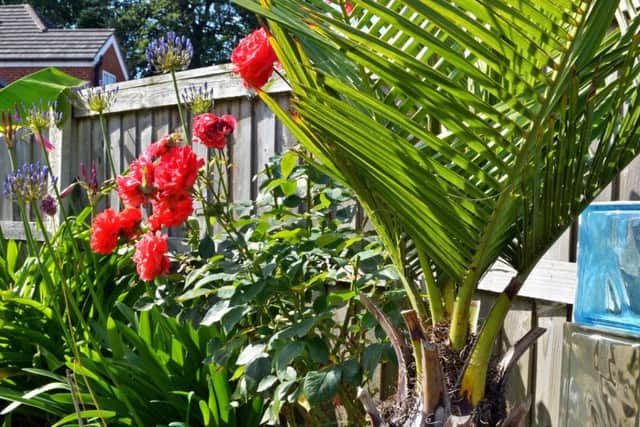 A Jubaea Chilensis, featured in the garden of Tim Oakes. Picture: Marie Caley NDFP Oakes Garden MC 6