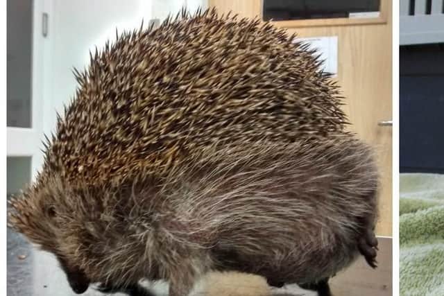 Monty ballooned to twice his size during his ordeal.